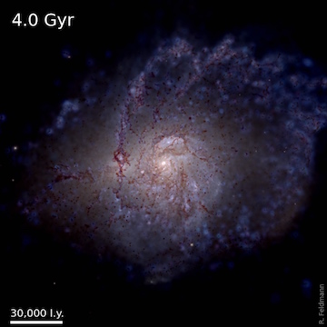 A MassiveFIRE galaxy